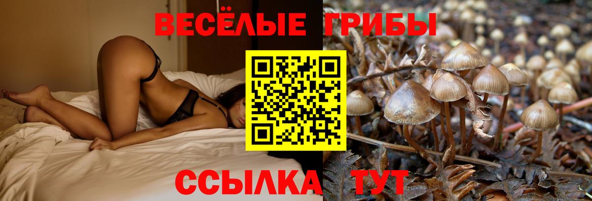 Богородицк  Галлюциногенные грибы Cubensis  Вход с VPN 